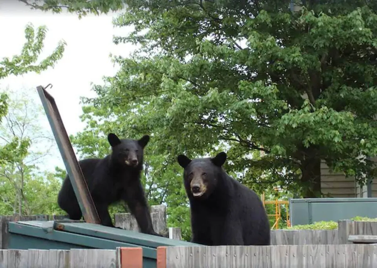 Two black bears wander near green trees and a wooden fence, providing a captivating glimpse of local wildlife in their natural habitat. The scene is lush and vibrant, emphasizing the unique wildlife encounters visitors might experience while exploring the area.